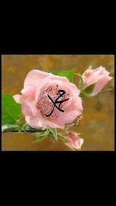 Meet your Posher, Habeeb